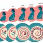Pregnancy Stages