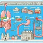 Human Digestive System Factory Analogy