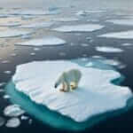 polar bear