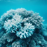coral bleaching