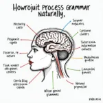 Natural Grammar Learning Process in Brain Language Centers
